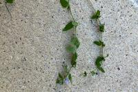 Scutellaria galericulata