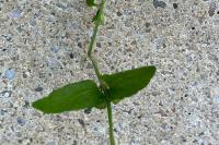Scutellaria galericulata