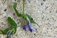 Scutellaria galericulata