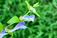 Scutellaria galericulata