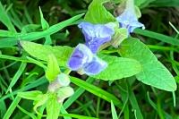 Scutellaria galericulata
