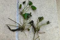 Hydrocharis morsus-ranae