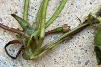 Hydrocharis morsus-ranae