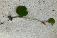 Hydrocharis morsus-ranae