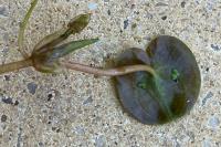 Hydrocharis morsus-ranae