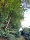 Prunus avium