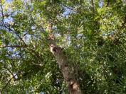 Fraxinus excelsior