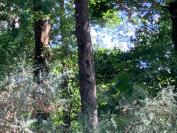 Quercus