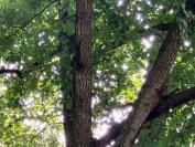 Quercus