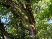 Quercus