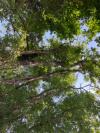 Quercus