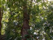 Quercus