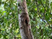 Fraxinus excelsior