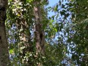 Fraxinus excelsior