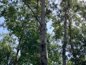 Populus tremula