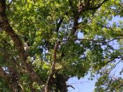 Quercus