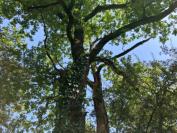 Quercus