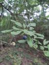 Prunus spinosa