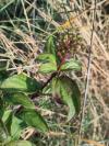 Cornus sanguinea