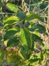 Cornus sanguinea