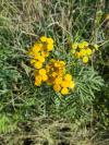 Tanacetum vulgare