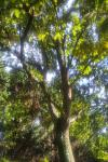 Quercus cerris