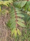 Ailanthus altissima
