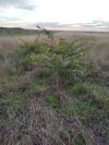 Ailanthus altissima