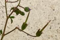 Geranium pyrenaicum