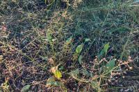 Alisma plantago-aquatica