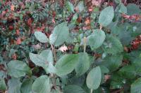 Viburnum lantana