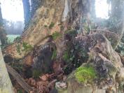 Platanus