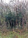 Ruscus aculeatus
