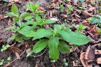 Mercurialis perennis