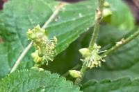 Mercurialis perennis