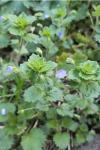 Veronica persica