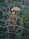 Asparagus officinalis