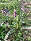 Orchis mascula
