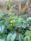 Lamium galeobdolon
