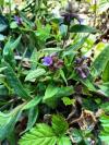 Pulmonaria longifolia