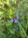 Glechoma hederacea