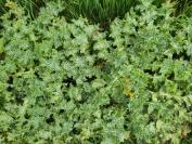 Silybum marianum