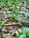 Lamium galeobdolon
