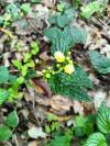 Lamium galeobdolon