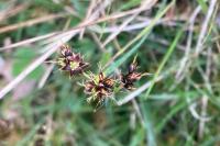 Luzula campestris