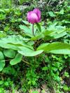 Paeonia mascula