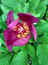 Paeonia mascula