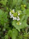 Alliaria petiolata