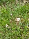 Saxifraga granulata