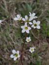 Saxifraga granulata